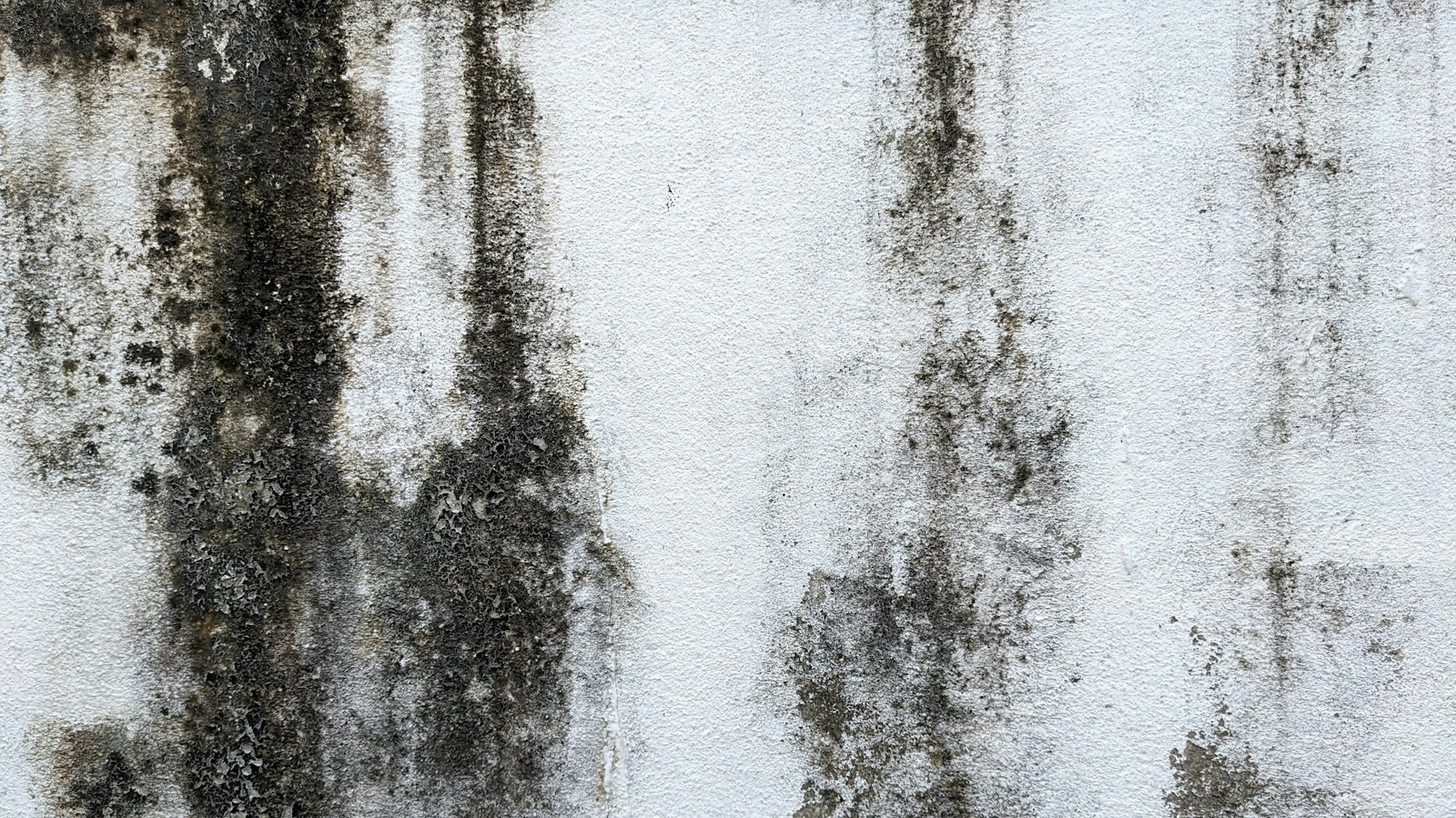 Mold growth on an interior wall